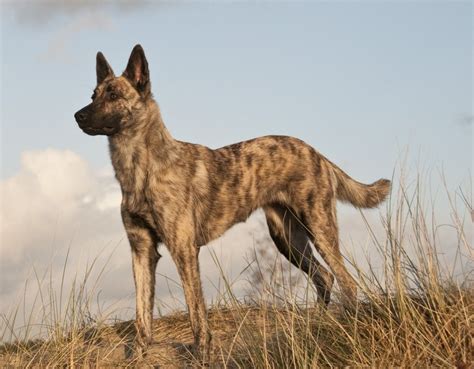 dutch shepherd dog breed information artofit