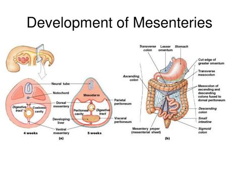 PPT - Chapter 24. PowerPoint Presentation, free download - ID:262115