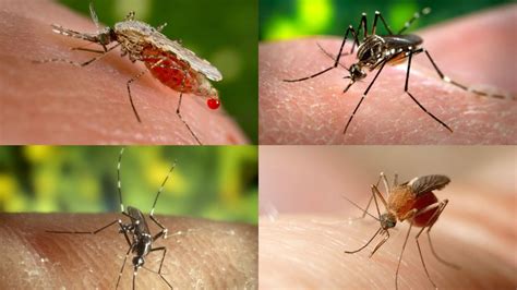 Conheça As Espécies De Mosquitos Que Podem Te Picar! Tipos – DNZB