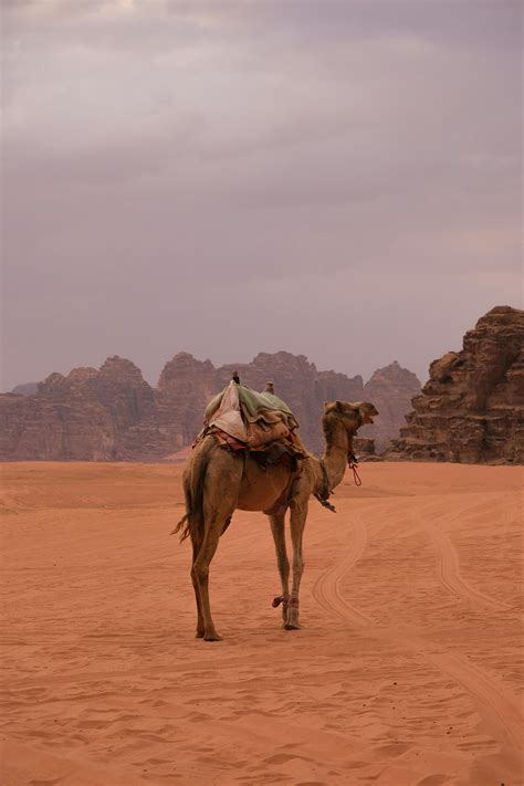 Camel+Toe+Gifs Photos, Download The BEST Free Camel+Toe+Gifs Stock