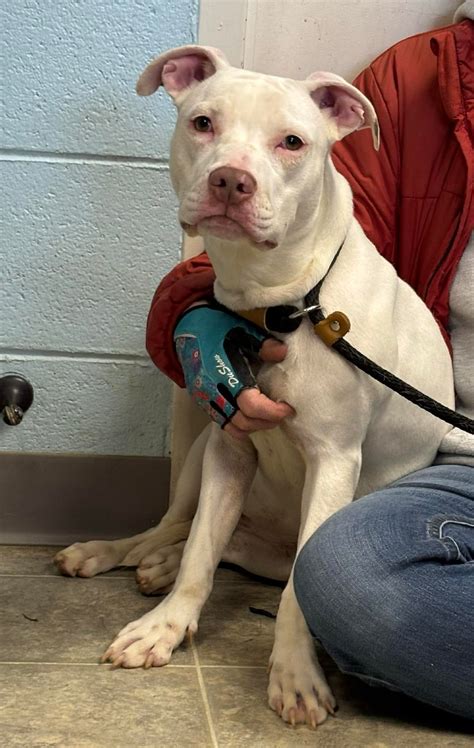 Dogs for Adoption in Lynchburg, VA | 61 Available | WeRescue