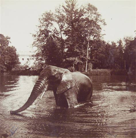Слоны в царской России: foto_history — LiveJournal