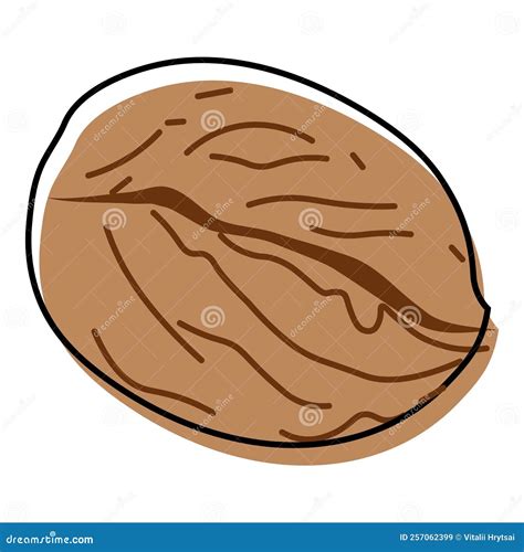 walnut tree juglans regia