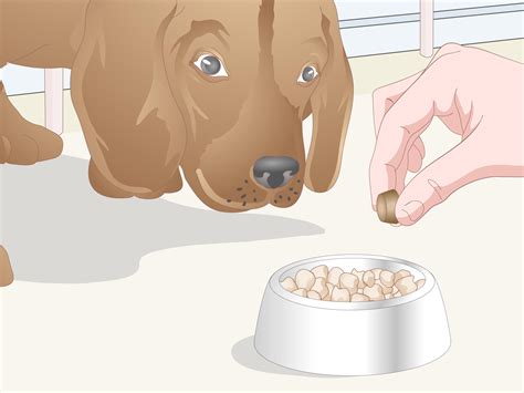 3 Easy Ways to Kill Flea Eggs - wikiHow