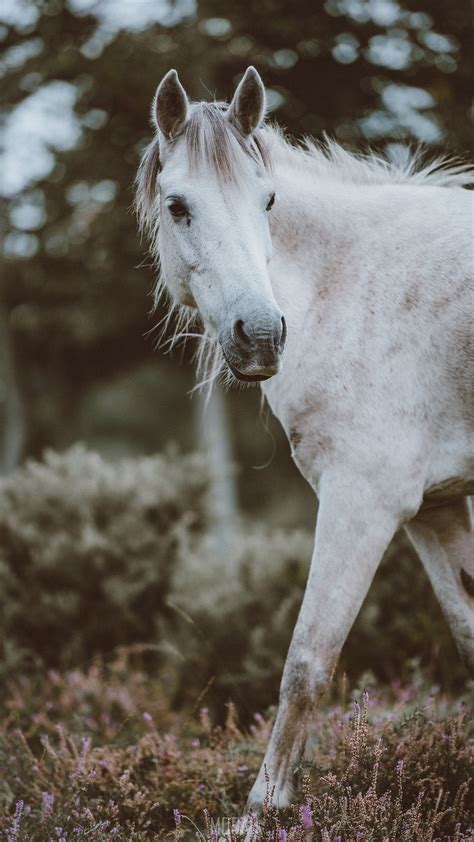 horse pony white and grass hd, Nokia 8 background hd, 1440x2560 HD