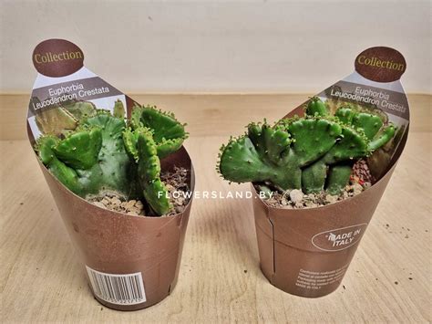 Эуфорбия леукодендрон кристата | купить в Минске на FlowersLand.by