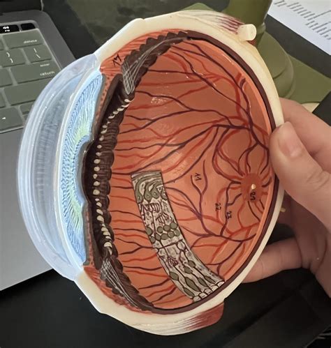 Eye Anatomy Models 1 Diagram | Quizlet