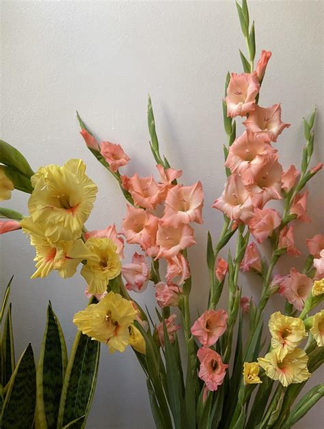 Who else loves Gladiolus!💛💕 : r/plants