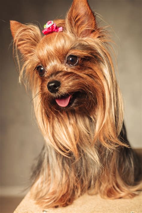 Common Yorkie Skin Problems and How to Prevent Them - Yorkie Universe