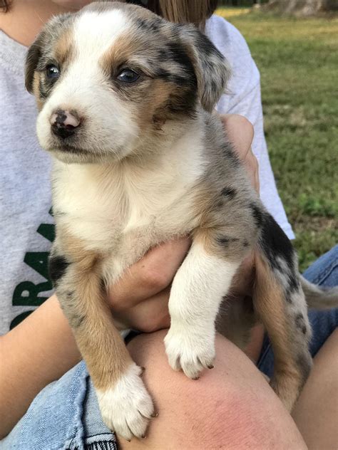 Beagle Australian Shepherd Mix