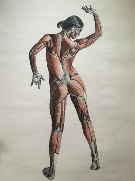 Back Muscle Anatomy Female at Todd Bushman blog