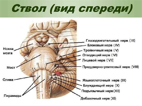 Головной мозг Отделы 1 Ствол продолговатый мозг