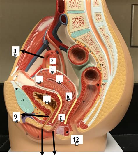 Reproductive Anatomy (LAB FINAL) Diagram | Quizlet