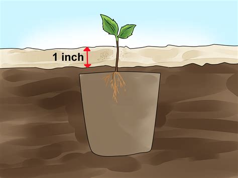 How To Plant Apple Seeds At Home at Kathleen Campion blog