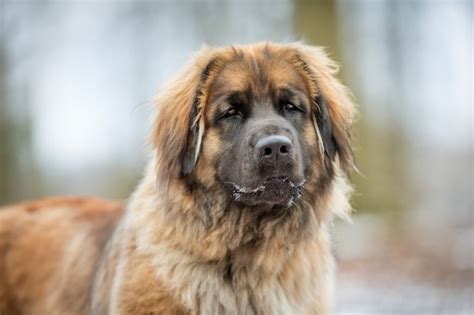 10 dogs that look like a lion - DogsPlanet.com