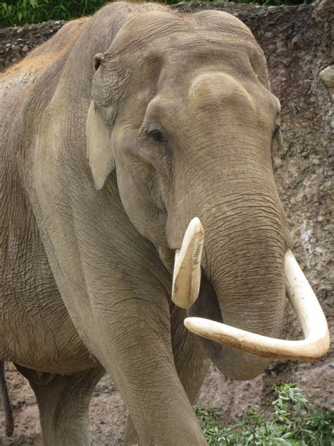 Maxi the elephant bull - ZooChat