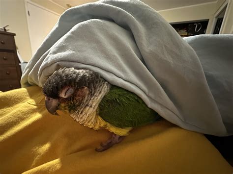 tips for lovebird sick safely 4