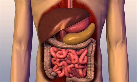 ¿Dónde se encuentra el hígado? - Homo medicus