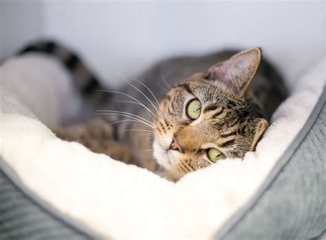 Indoor Cat Vet Care | Why Regular Visits Still Matter