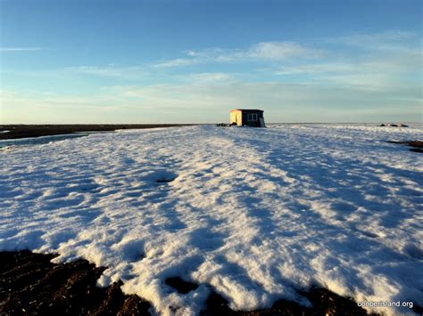 June 2017 – The Arctic continues to surprise – Friends of Cooper Island