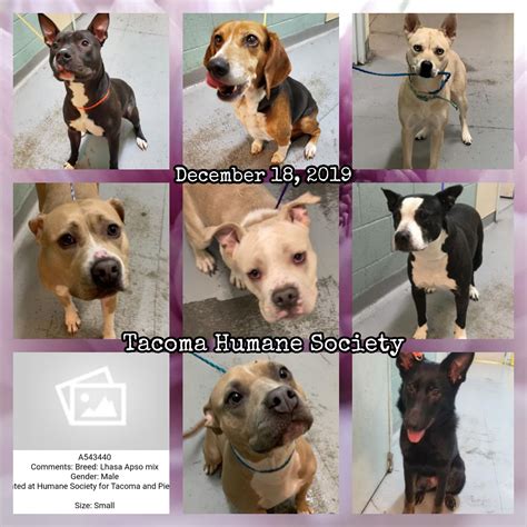 Lost & Found Pets Wa State - Home | Facebook