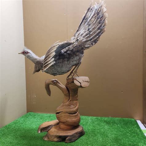 Yahoo!オークション - 七面鳥 インテリア 置物 鳥剥製