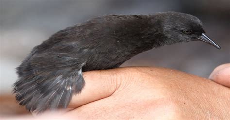 The smallest flightless bird is the Inaccessible Island rail (length 12 ...