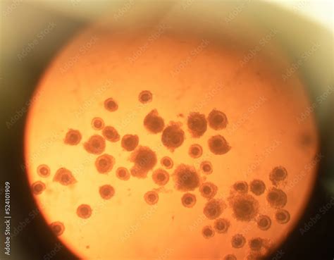 egg cells   detail   microscope stock photo adobe stock