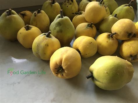 Guide: How to Grow a Quince Tree — Food Garden Life: Edible Garden ...