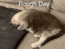 Bad Day GIFs | Tenor