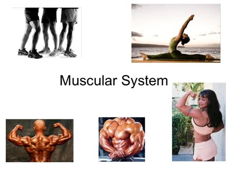 Anatomy and Physiology Muscular System