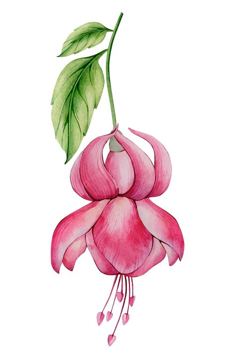 fuchsia flowers #3829207 | Clipart Library