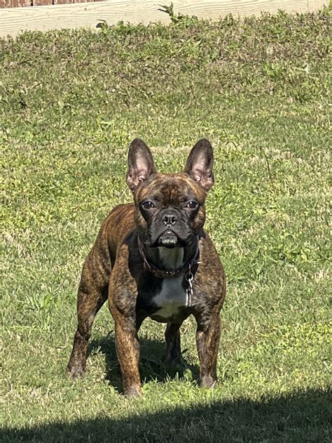 33 best Bella French images on Pholder | Frenchbulldogs, Old Man Dog