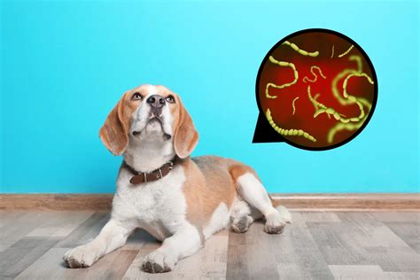 Tapeworm Symptoms in Dogs | ElleVet Sciences