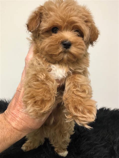 White Yorkie And Poodle Mix