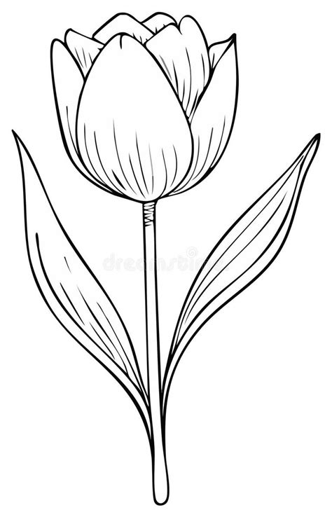 Tulip Flower Outline Illustration Stock Illustrations – 16,548 Tulip ...