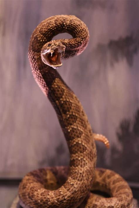 Spiritual Meaning of Being Chased by a Snake in a Dream - Awakening State