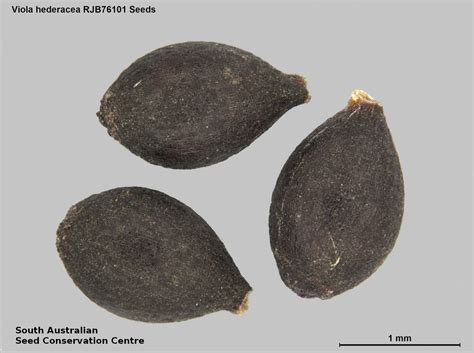 Viola hederacea