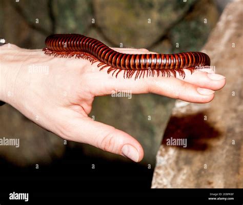 Animals with many legs hi-res stock photography and images - Alamy