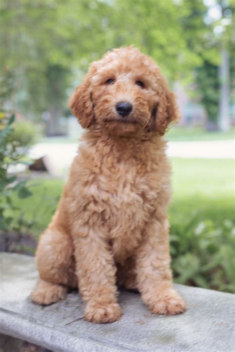 What An Apricot Goldendoodle Puppy Means For Your Garden - Better Building