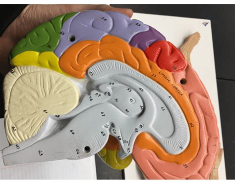 giant brain quiz