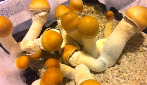 5 Strongest Magic Mushrooms To Trip On | Leafly