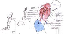 Отжимания на брусьях — SportWiki энциклопедия
