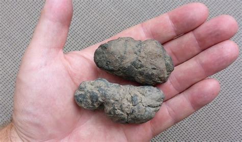 fossil facts  information  fossils fossils fossil