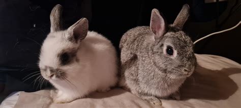 Belle and baby Theodore : r/Bunnies