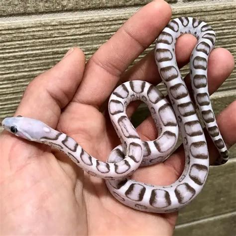 Scaleless Corn Snake: A To Z With A Pocket-Sized Care-Guide! - Snake Insider