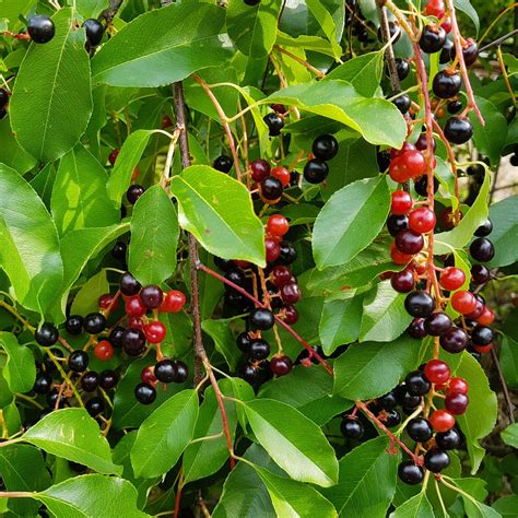 Download Delicious Black Cherries - Full of Sweet Antioxidant-Rich