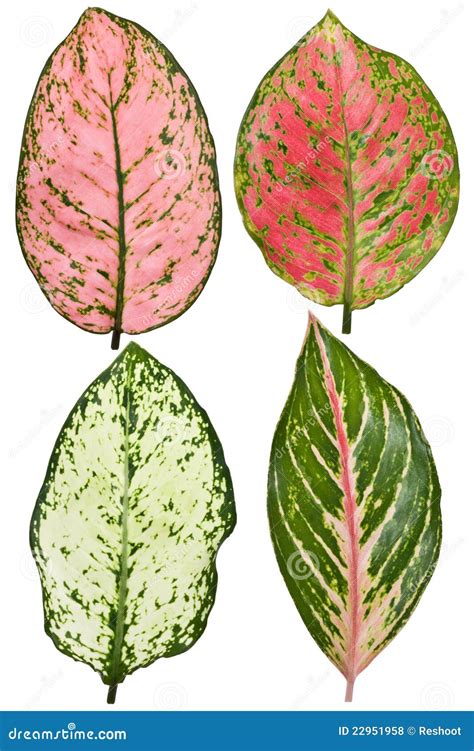 variegated aglaonema leaf isolated  white background royalty