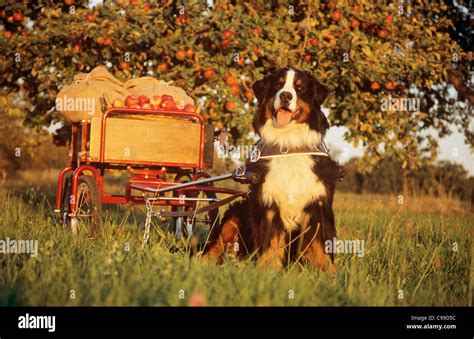 Bernese mountain dog pulling cart hi-res stock photography and images ...