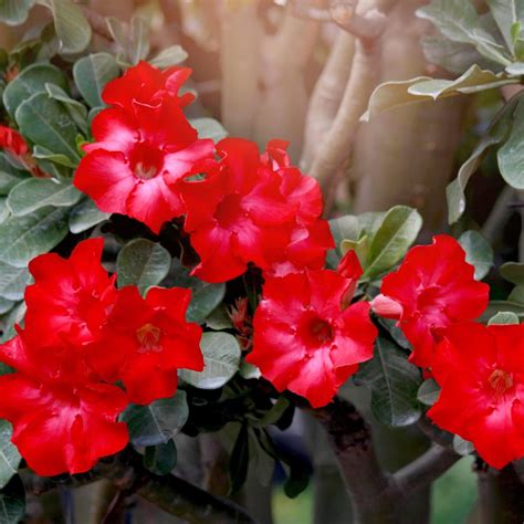 Amazon.com : QAUZUY GARDEN 10 Red Desert Rose Seeds (Adenium Obesum